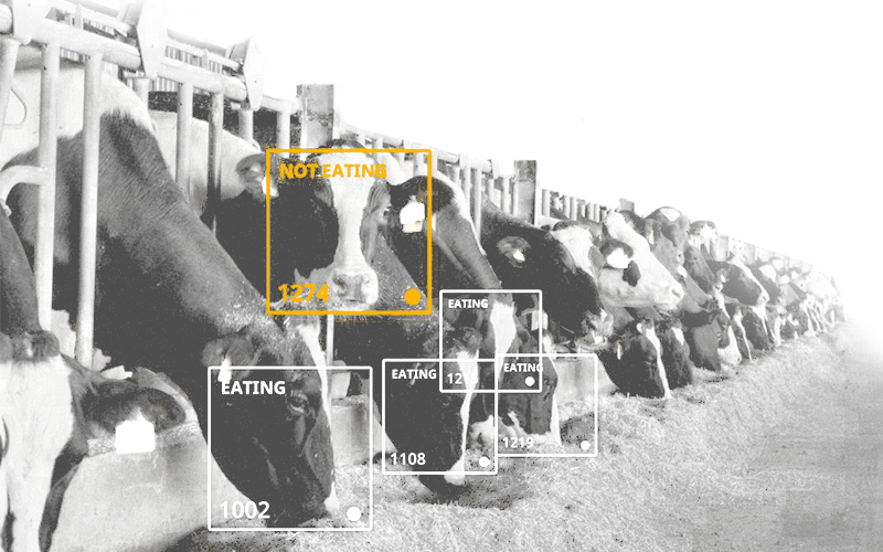 ROBOTS IN ANIMAL HUSBANDRY Bazis Group